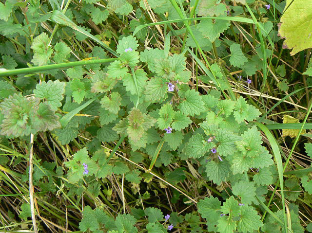 Ground Ivy - geograph.org.uk - 1334827