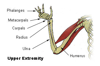 Illu upper extremity