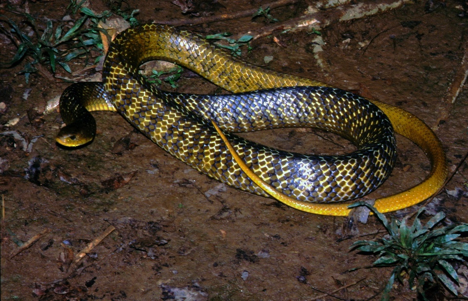 Indigo Snake (Drymarchon corais) (7774168218).jpg