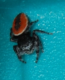 File:Johnson Jumping Spider, Phidippus johnsoni Albuquerque, NM, USA.JPG