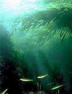 Kelp forest Underwater areas with a high density of kelp