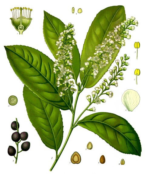 File:Koeh-Prunus laurocerasus.jpg