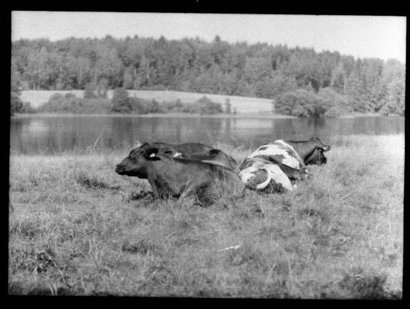 File:Kor på Näset, Lindesberg.jpg