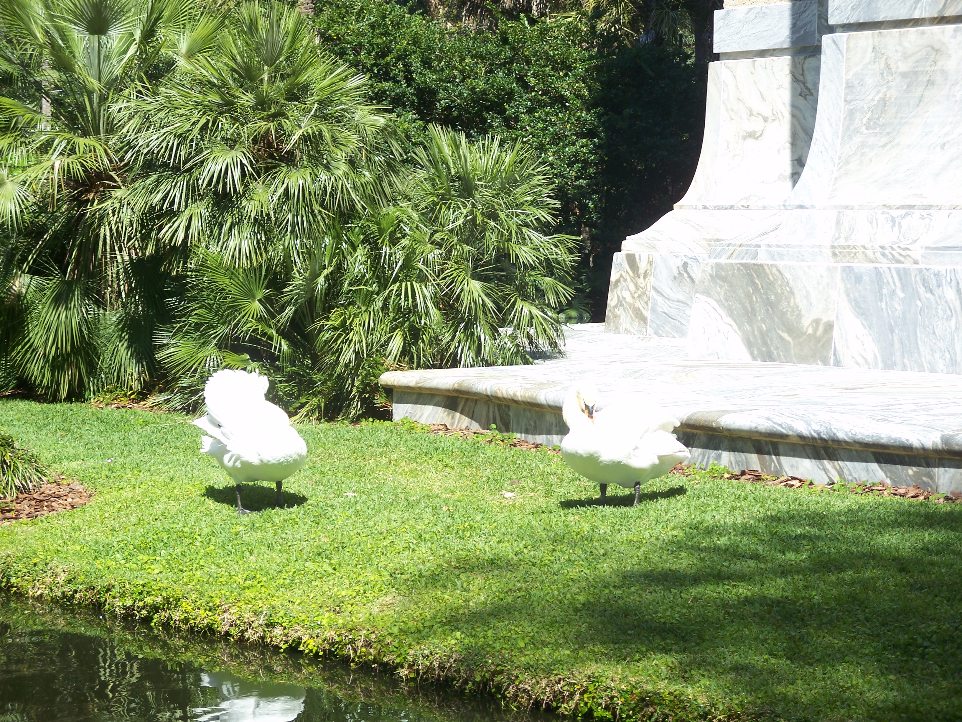 Tower birds