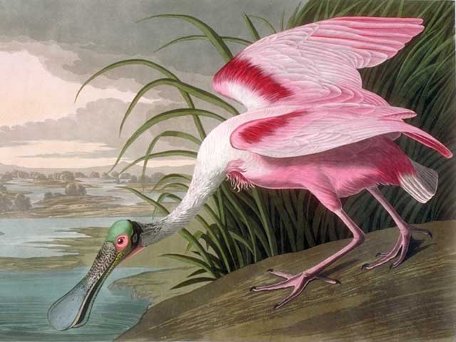 File:Large Audubon Spoonbill.jpg