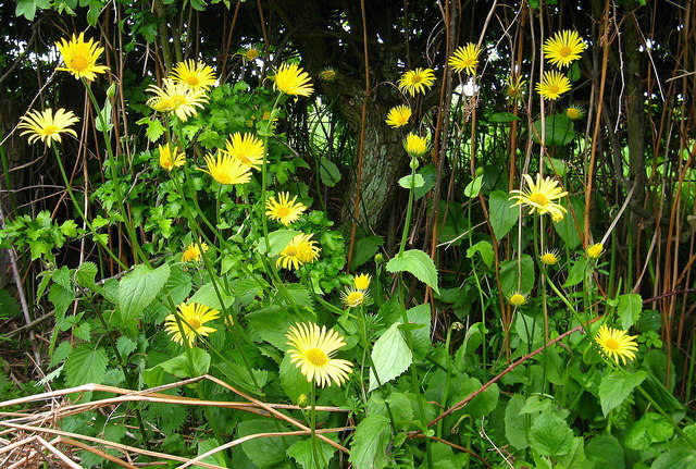 File:Leopard's Bane, Doronicum pardalianches - geograph.org.uk - 177276.jpg