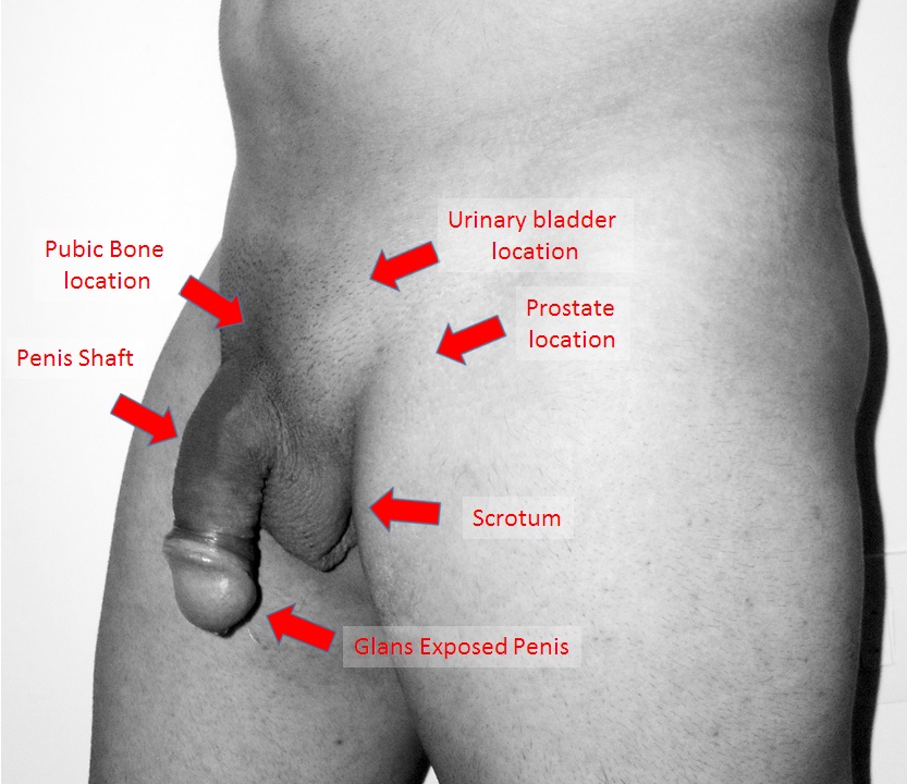 Labelled Image Human Male Urinary System 118