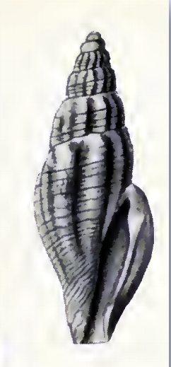 <i>Mangelia elevata</i> Extinct species of gastropod