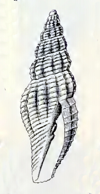 <i>Mitromorpha torticula</i> Species of gastropod