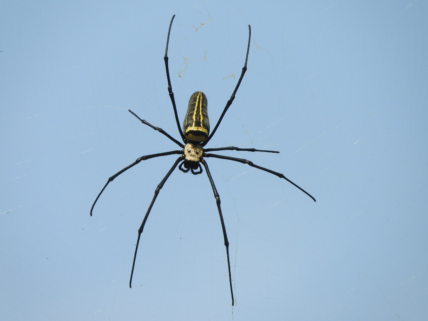 File Nephila Pilipes Giant Wood Spider Jpg Wikipedia