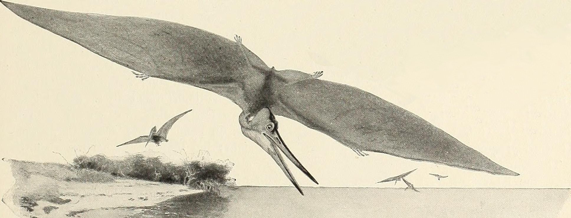 The Myth of the Bat Wing Pterosaur