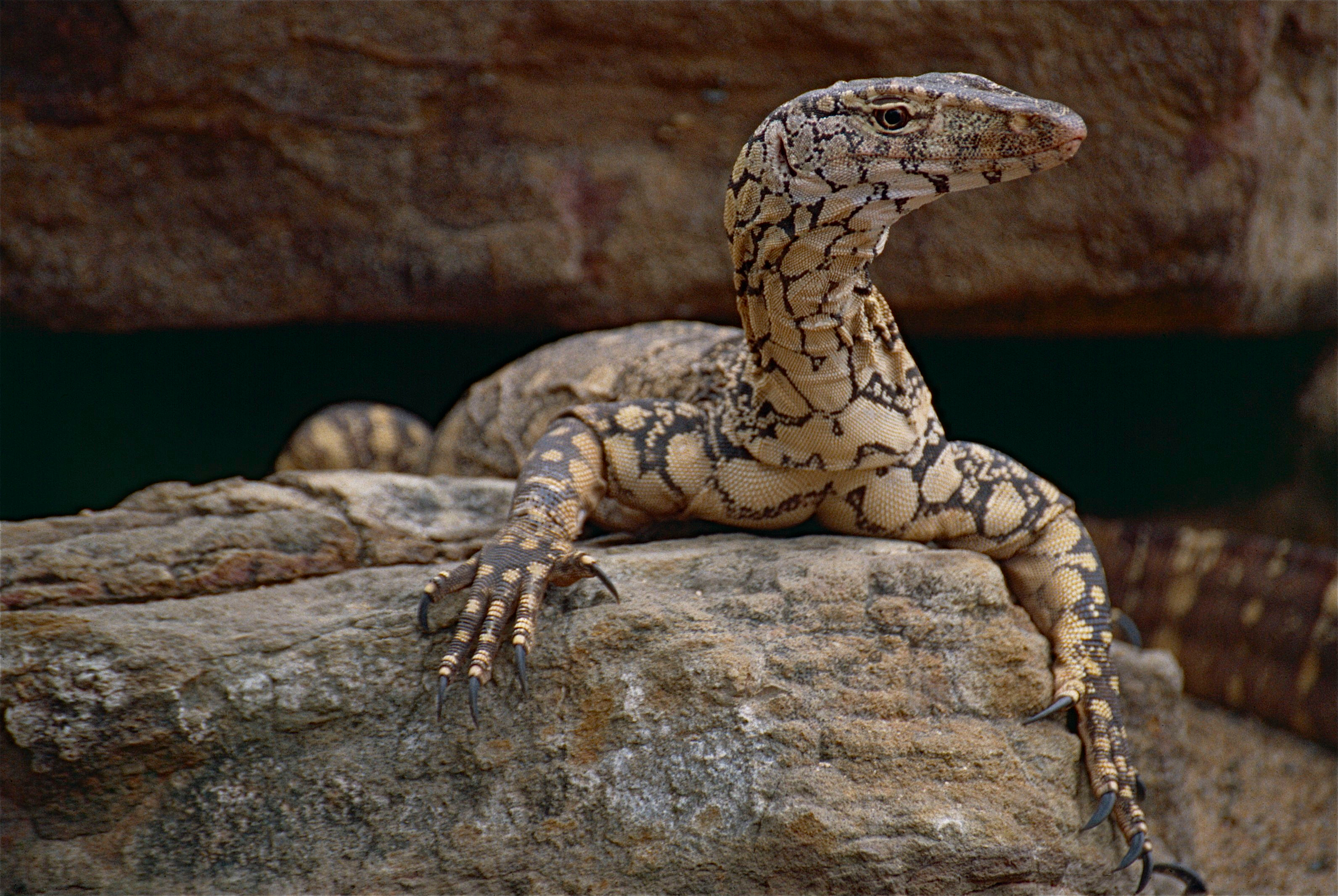 Perentie Wikipedia