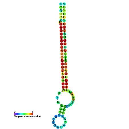 Let-7 microRNA precursor