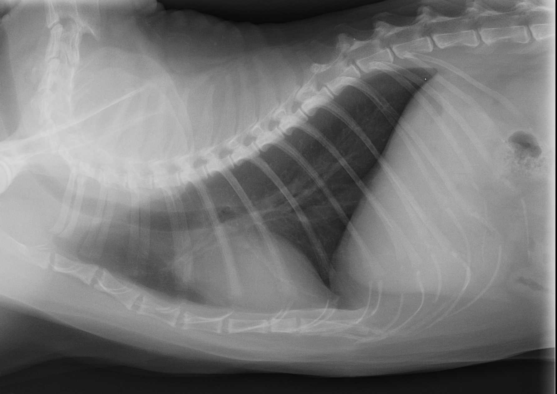 File Radiographie Thoracique Chez Un Chat Jpg Wikimedia Commons