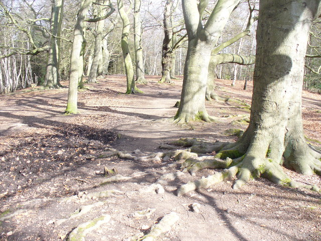 Ridgeline on Esher Common - geograph.org.uk - 1203349