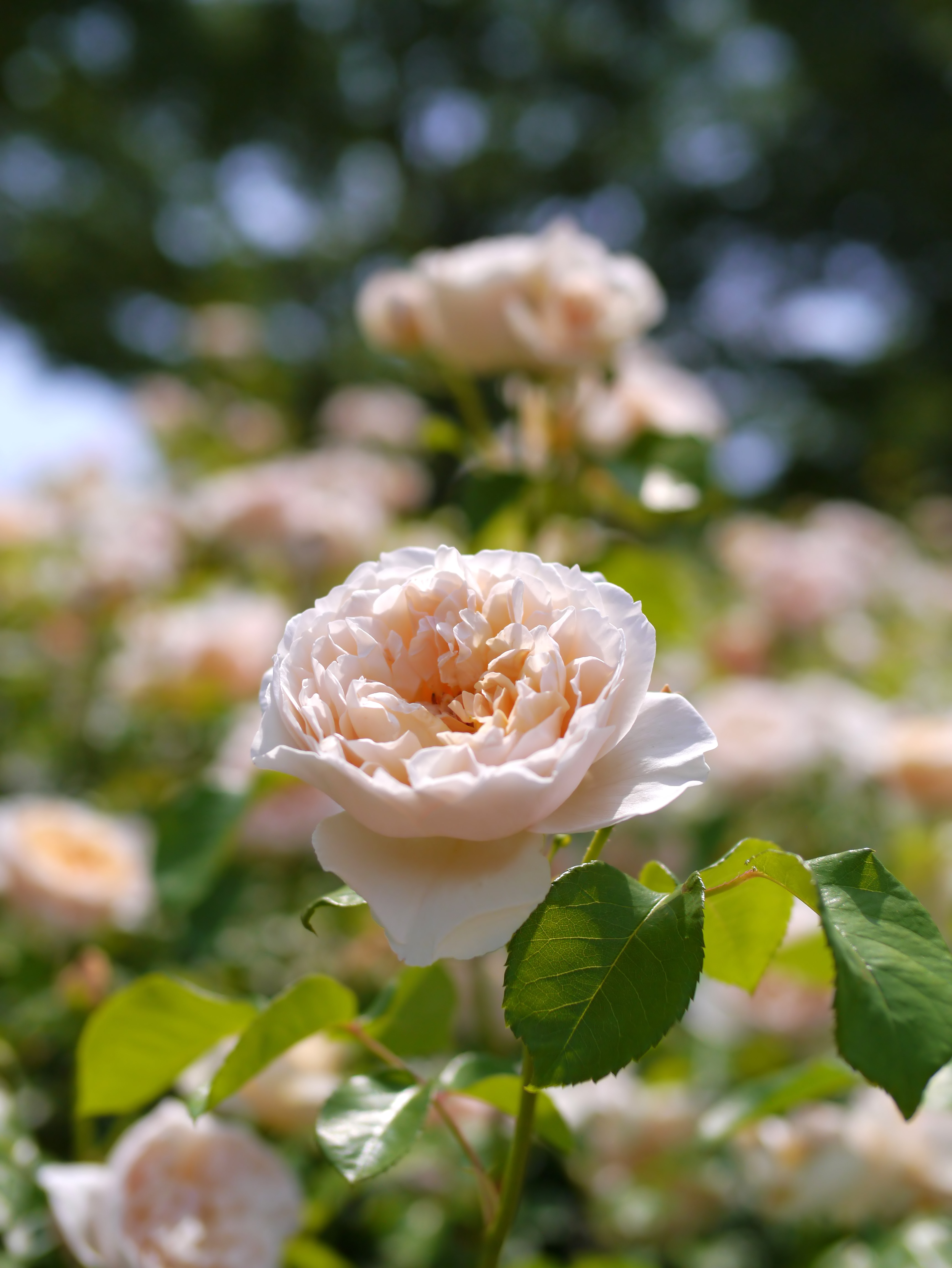 File Rose Jayne Austin バラ ジェーン オースチン Jpg Wikimedia Commons