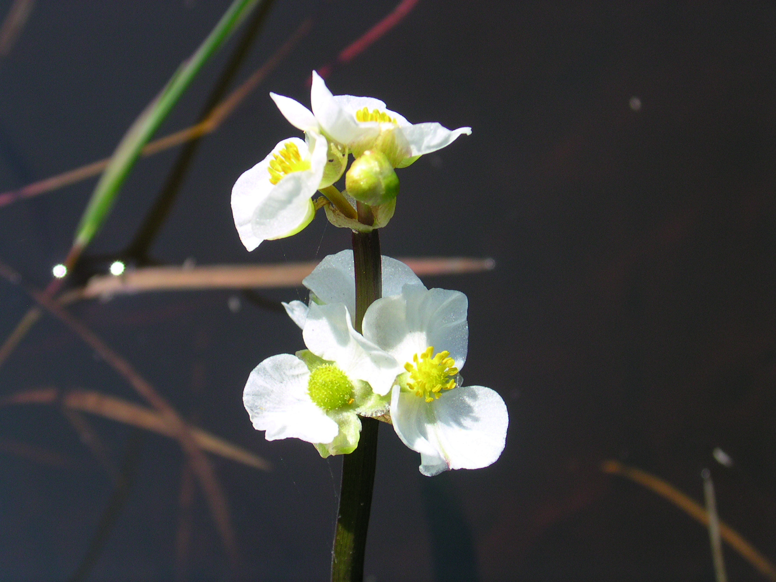 Sagittaria drag