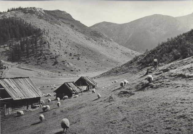 File:Sheep-grazing-in-Jaworzynka-Valley-shepherds-huts-are-visible-photo-archive--Tatra-Documentation-Center-Tatra-National-P.jpg