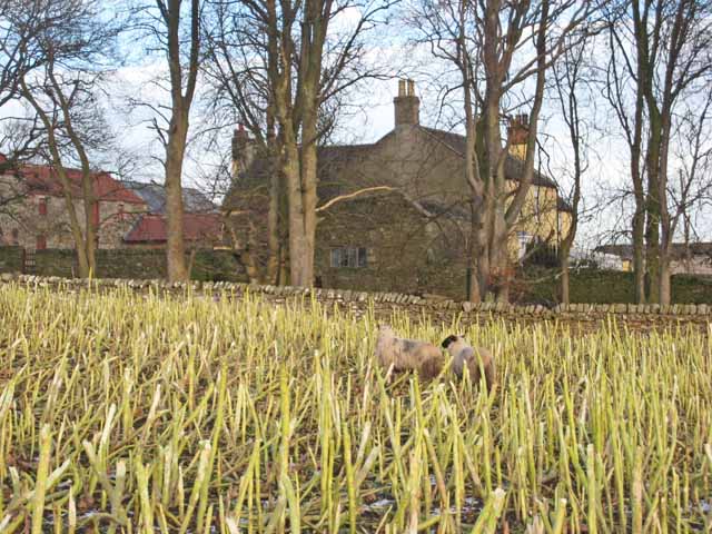 File:Sheep folded on turnips, Newlands Hall - geograph.org.uk - 322565.jpg