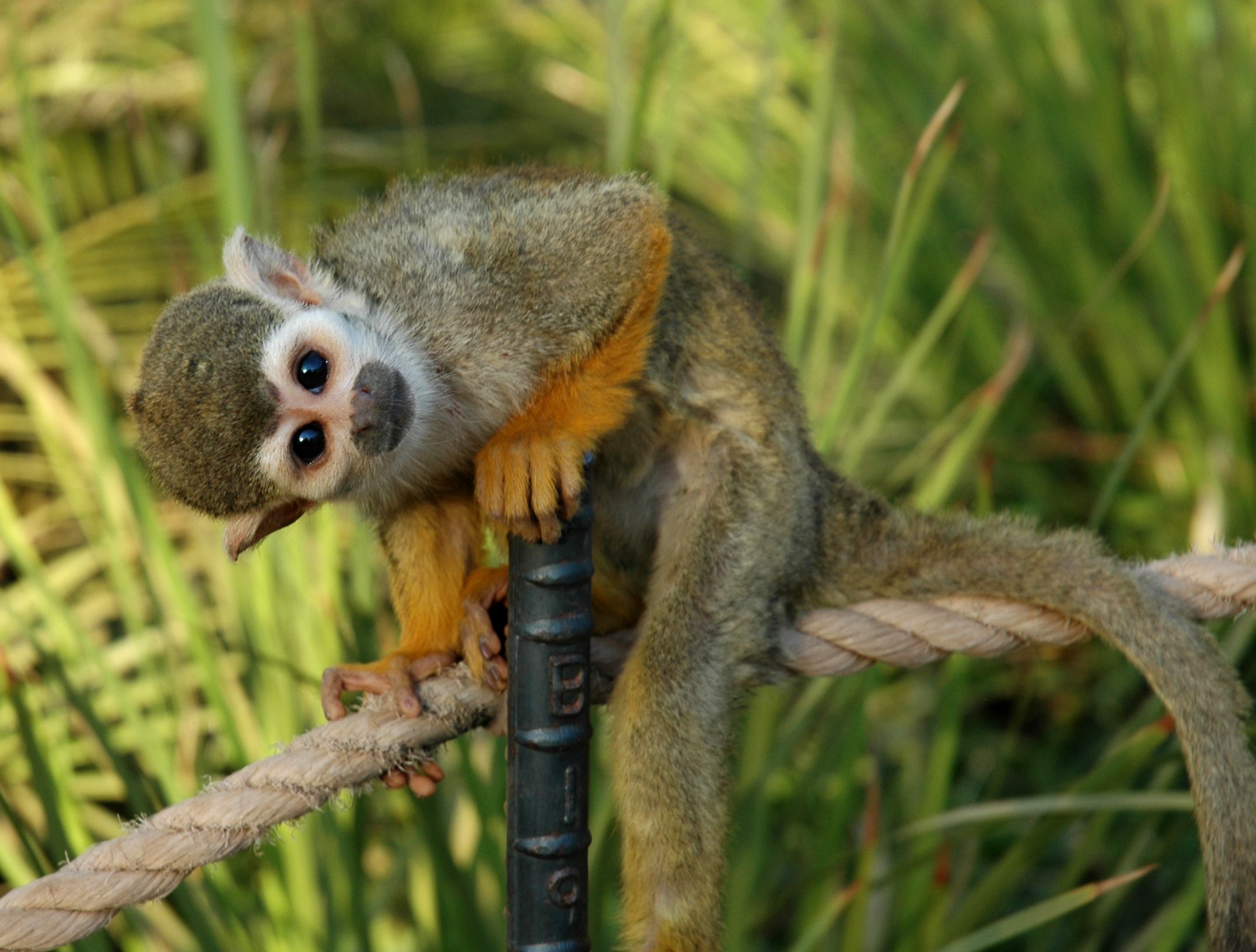 Squirrel monkey - Wikipedia