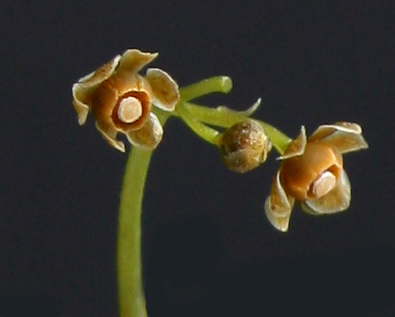 File:Stephania-delavayi Menispermaceae flowers.jpg