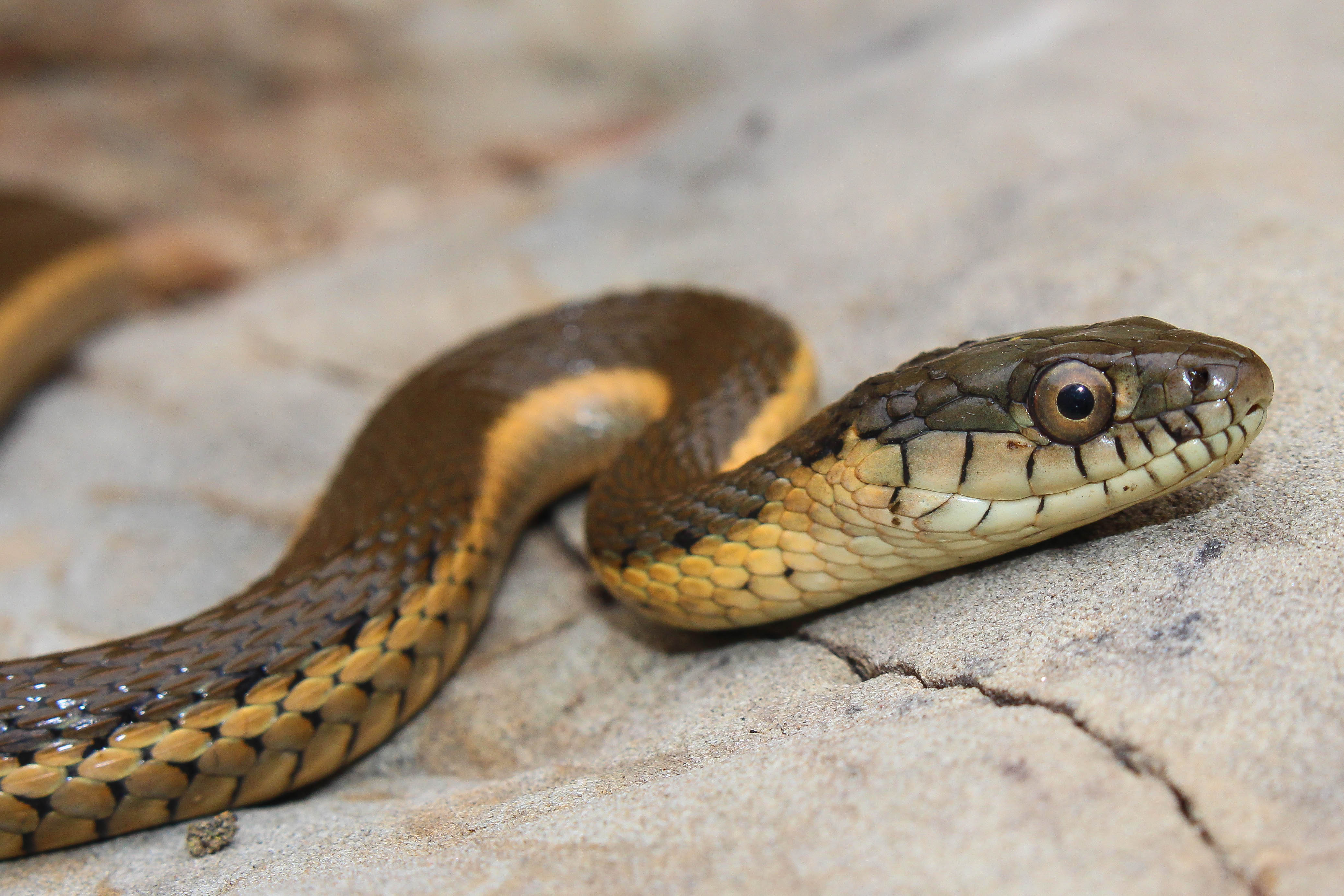 Змей на английском. Garter Snake. Карточка змея. Змея класс. Змея на английском.