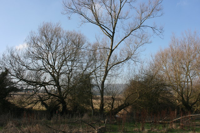 File:Trees along the River Darent - geograph.org.uk - 1725150.jpg