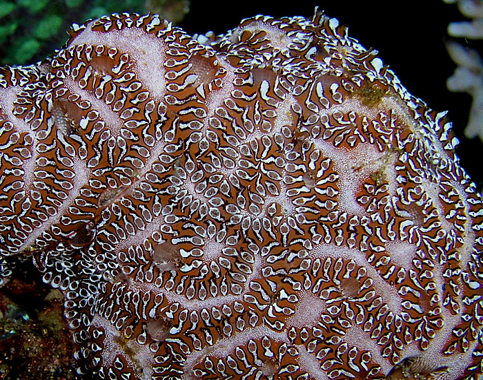 File:Tunicate colony Nick Hobgood.jpg