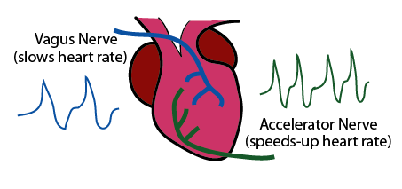 What is a frog's heart rate?