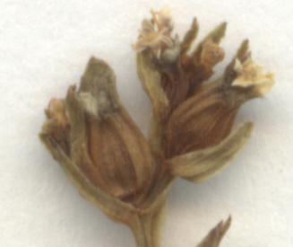 File:Valerianella dentata Herbar2.jpg