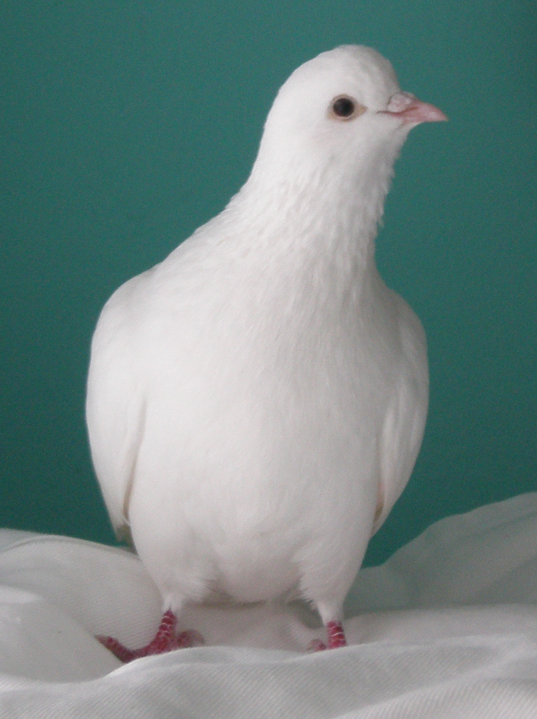 file whitedove png wikimedia commons https commons wikimedia org wiki file whitedove png