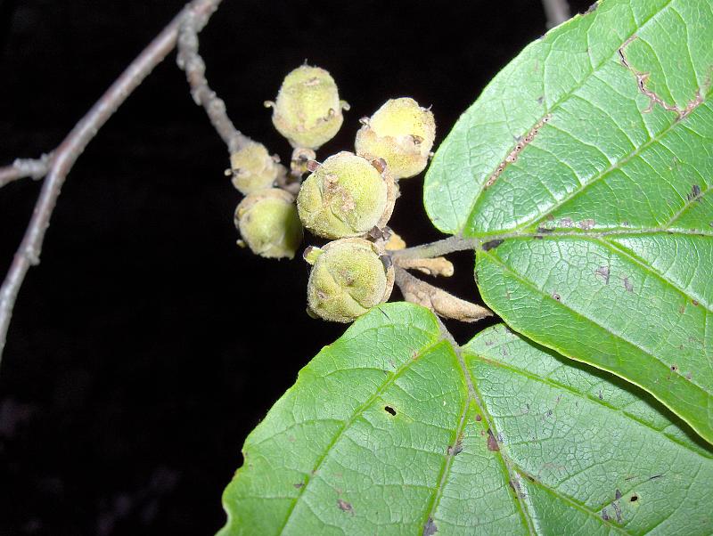 Witch-hazel - Wikipedia