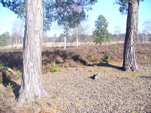 Witley Common - geograph.org.uk - 1172142