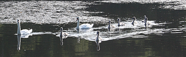 File:A Fine Family (1) - geograph.org.uk - 877446.jpg