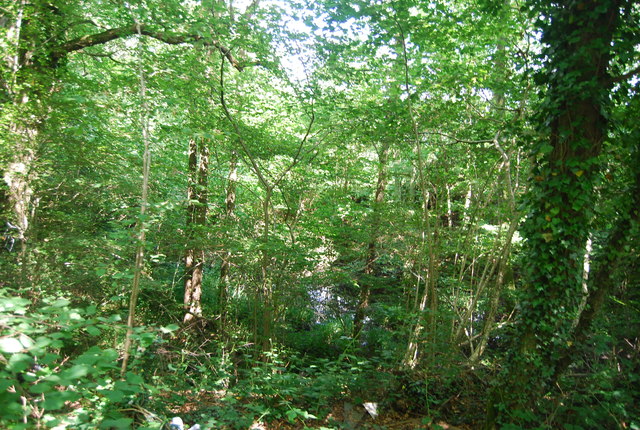 File:A woodland pond - geograph.org.uk - 4125485.jpg