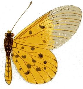 <i>Acraea mahela</i> Species of butterfly