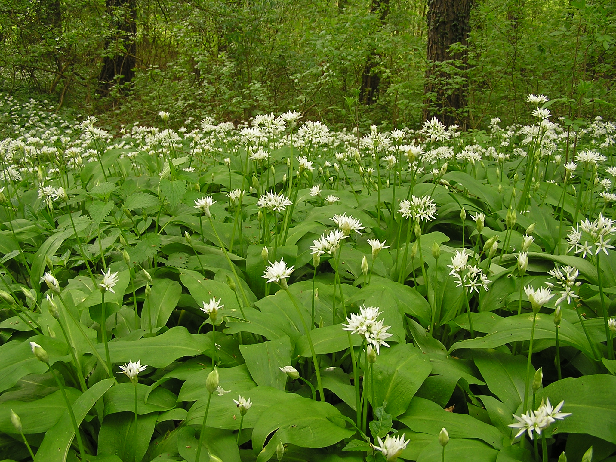 Лук Медвежий (Allium ursinum)