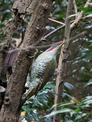 Japanese green woodpecker (female)