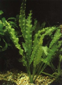 Aponogeton crispus