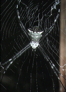 Argiope submaronica