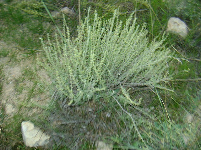 File:Artemisia herba alba l'armoise blanche (famille des composées).JPG