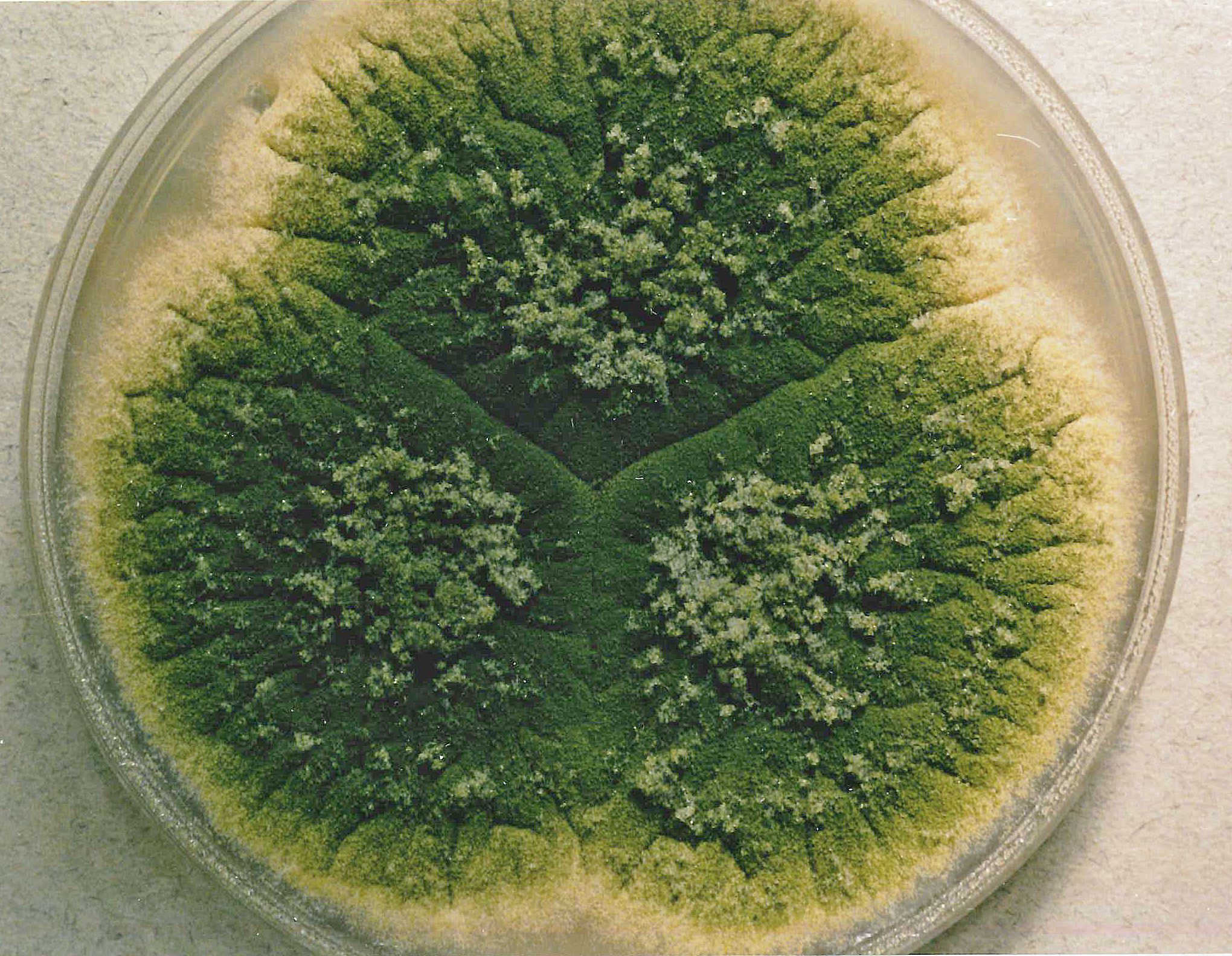 aspergillus egy vagy többsejtű