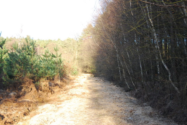 Between the conifers and deciduous trees, Broadwater Warren - geograph.org.uk - 2270517