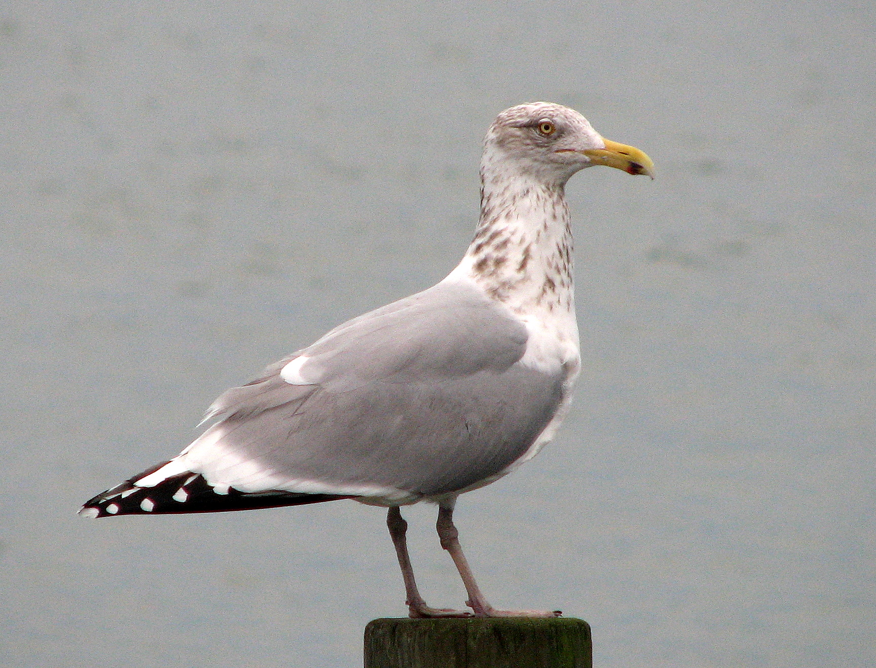 Blazin bird swansboro