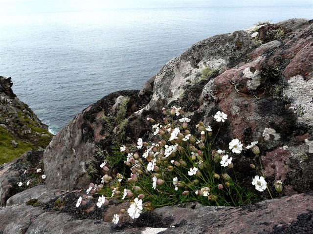 File:Bladder campion at Stoer - geograph.org.uk - 1342641.jpg