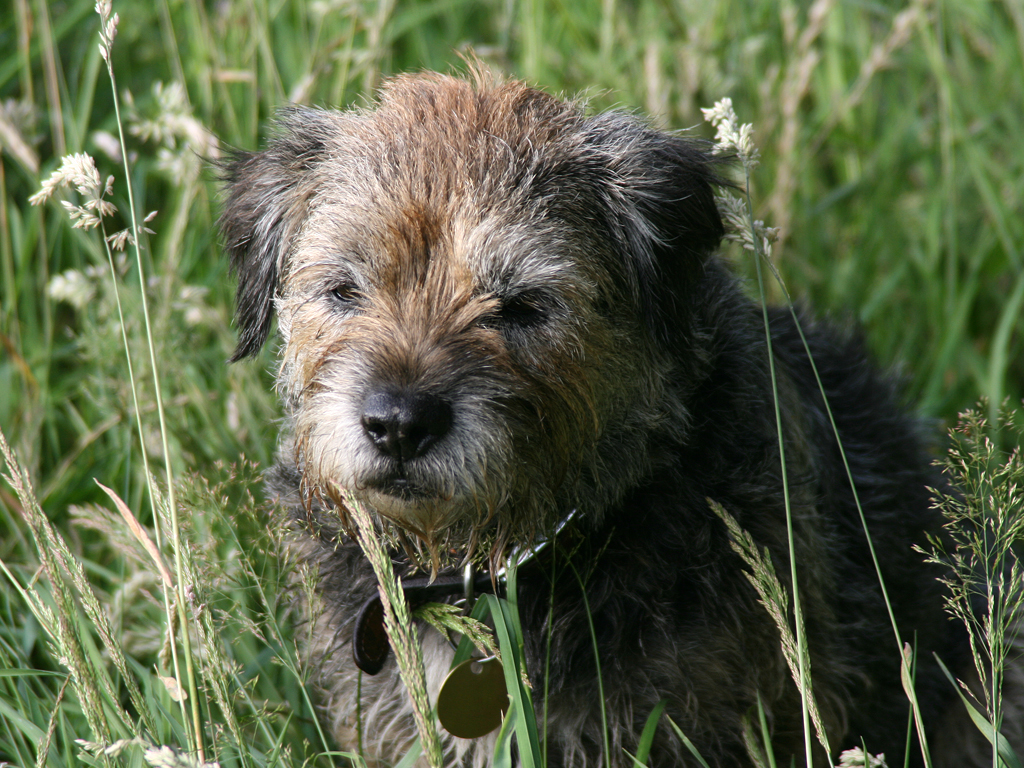 Border Terrier Food That Is The Best