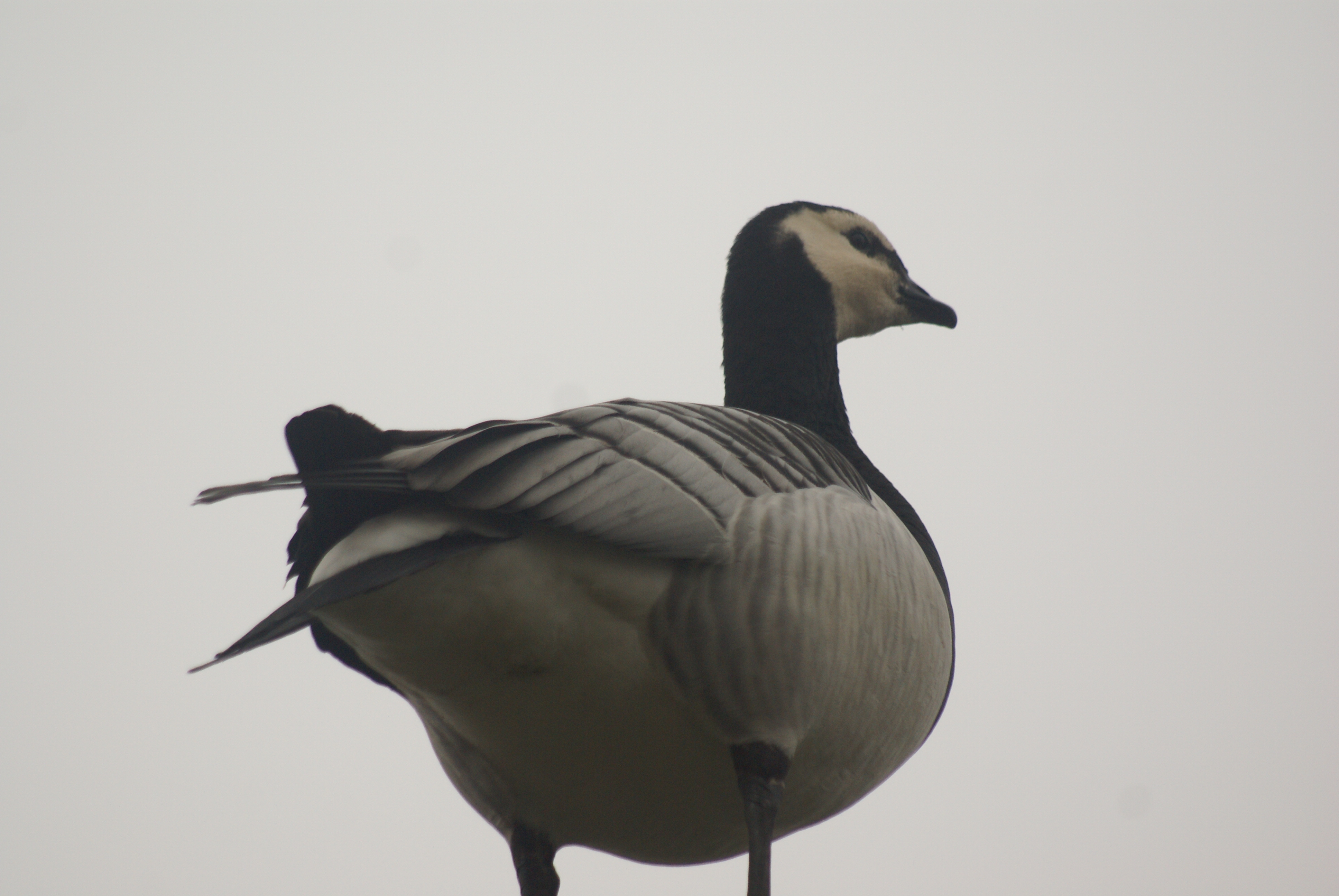 File Branta Leucopsis R H 1 Jpg Wikimedia Commons