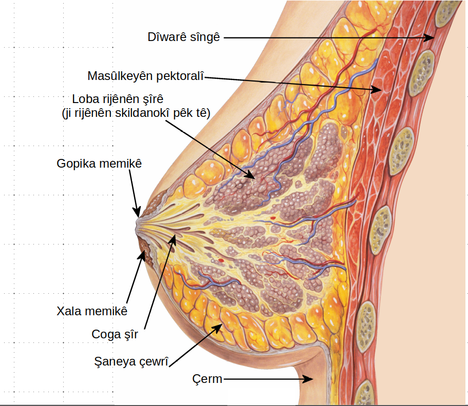 File:Breast anatomy normal scheme ku.png - Wikimedia Commons