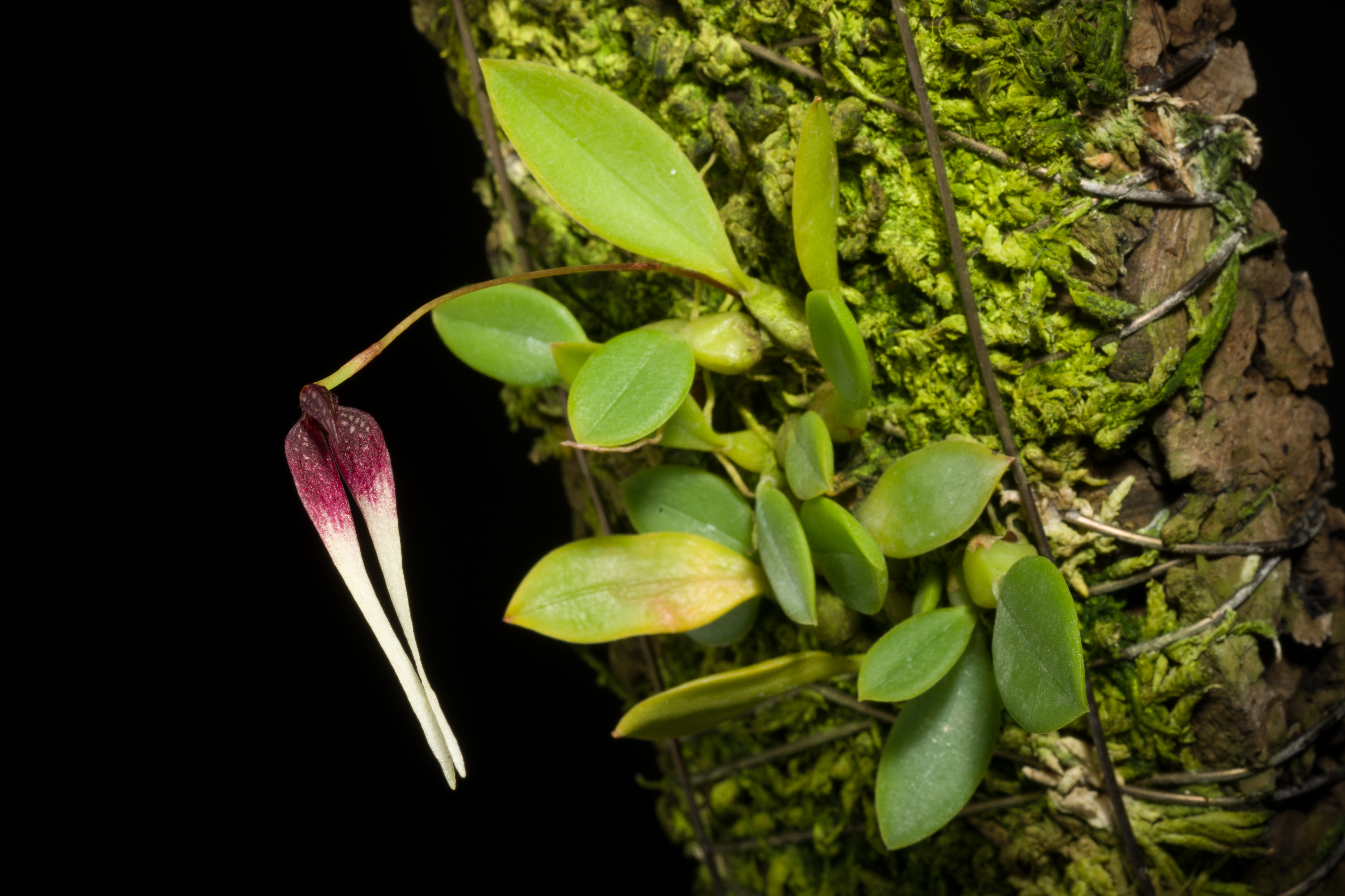 File:Bulbophyllum contortisepalum (Red form) J.J.Sm., Bull. Jard. Bot.  Buitenzorg, sér. 2, 3 75 (1912) (48885184018).jpg - Wikipedia