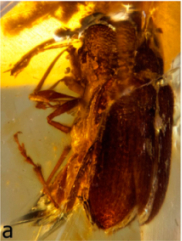 Burmonyx zigrasi Fig 14 A.jpg